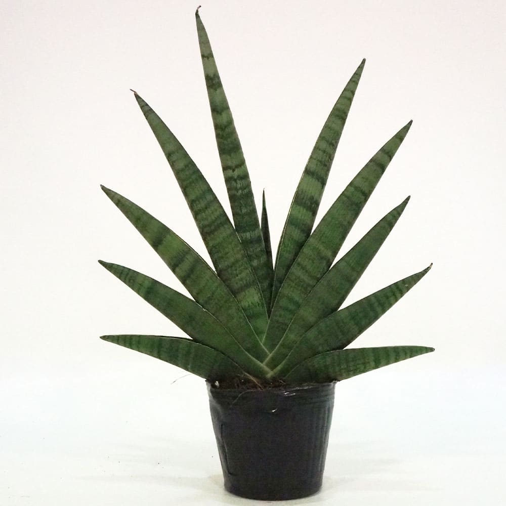 サンスベリア インディ 【観葉植物 5号ポット／1個売り】