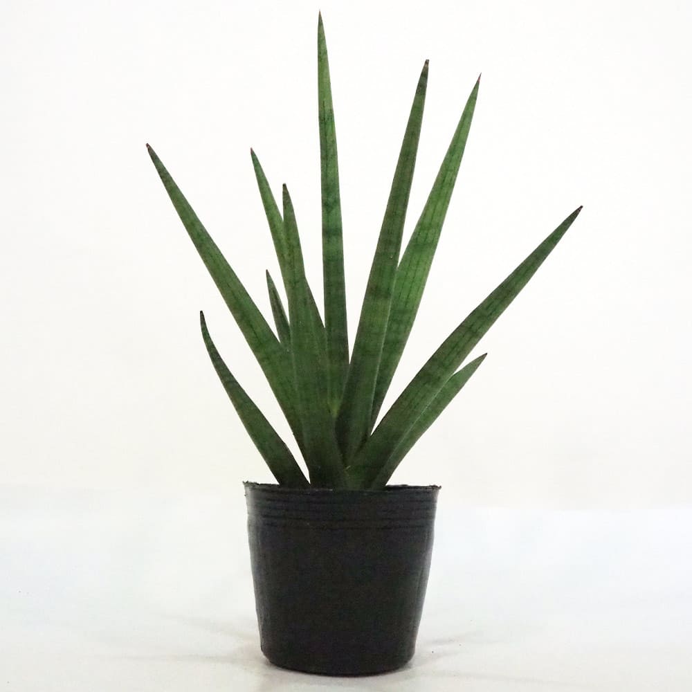 サンスベリア ボブ 【観葉植物 5号ポット／1個売り】