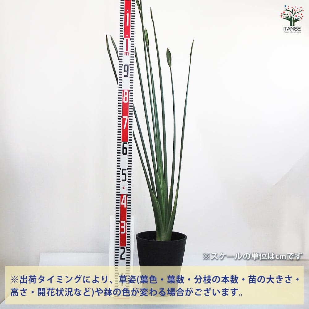 ストレリチア ユンケア ノンリーフ 大株 7号鉢