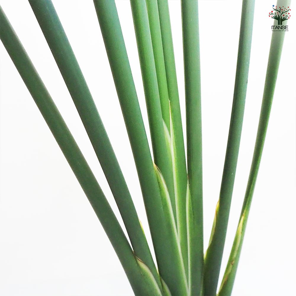 ストレリチア ユンケア 【観葉植物 7号鉢／1個売り】｜ 【植物の