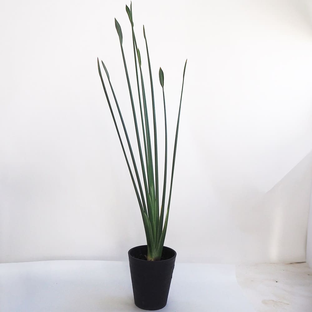 ストレリチア ユンケア 【観葉植物 7号鉢／1個売り】