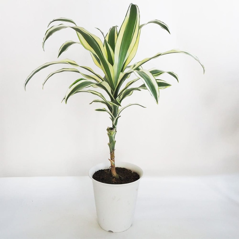 スモークツリー ダスキーメイデン 【花木苗 4.5号鉢／1個売り