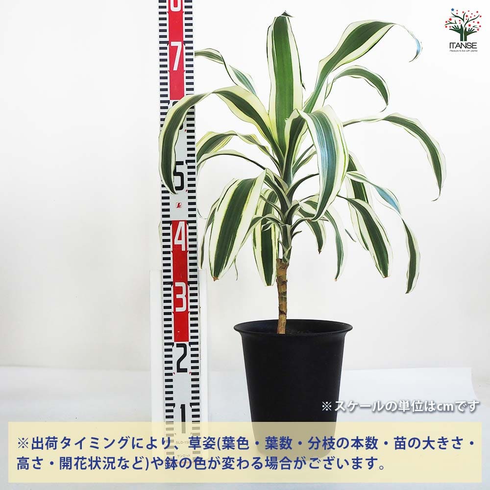 ドラセナ スノーホワイト 【観葉植物 7号鉢／1個売り】｜ 【植物の