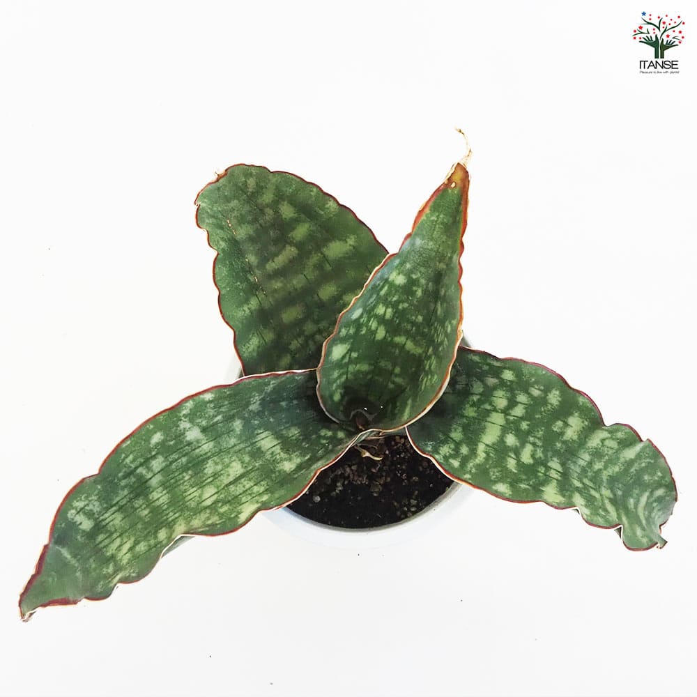 サンスベリア　ドラゴンウィング　斑入り サンスベリア・ドラゴンウィングの特徴と育て方｜ドラゴンの翼を