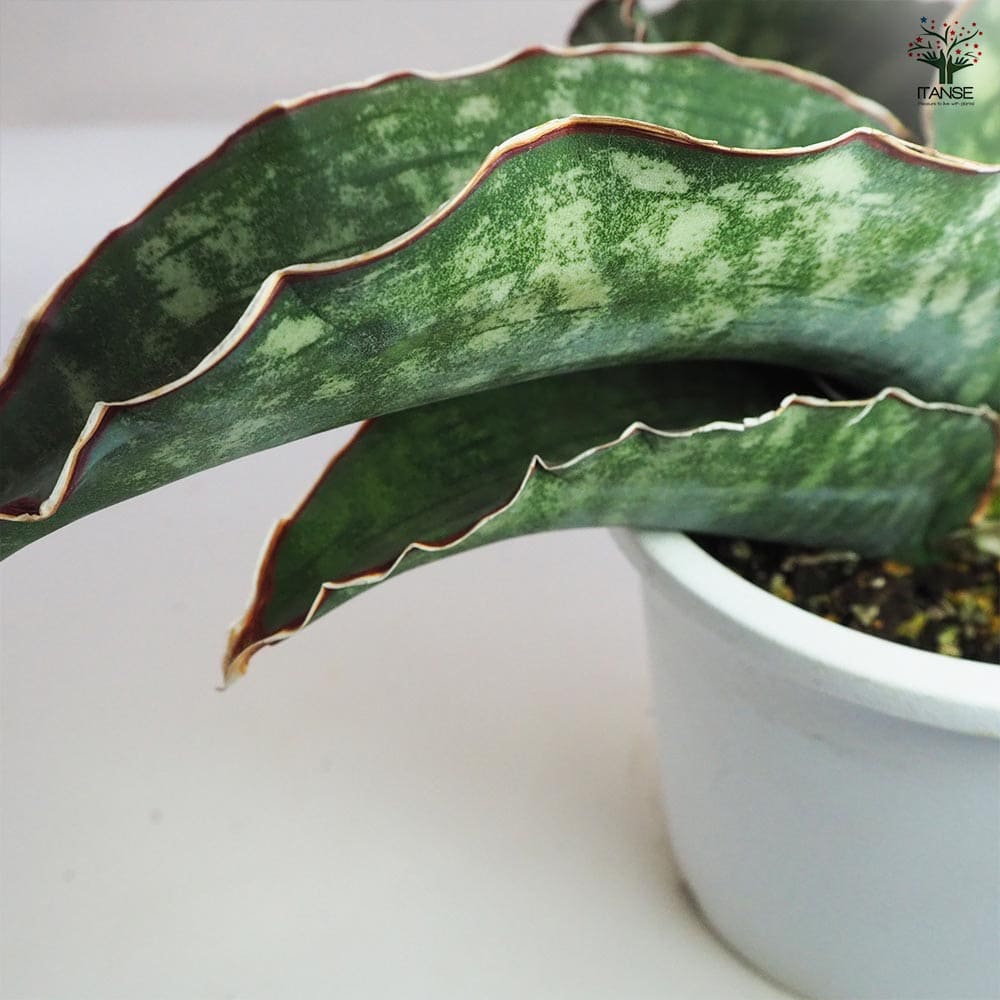 サンスベリア ドラゴンウイング 【観葉植物 5号鉢／1個売り】｜ 【植物