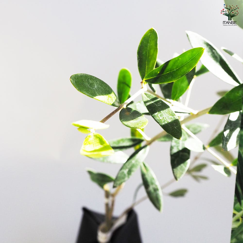 オリーブの木　ミッション　7号　約110cm　NO.560　人気品種　一点物 オリーブの木 ミッション 7号 約110cm NO.560 人気品種 一点物