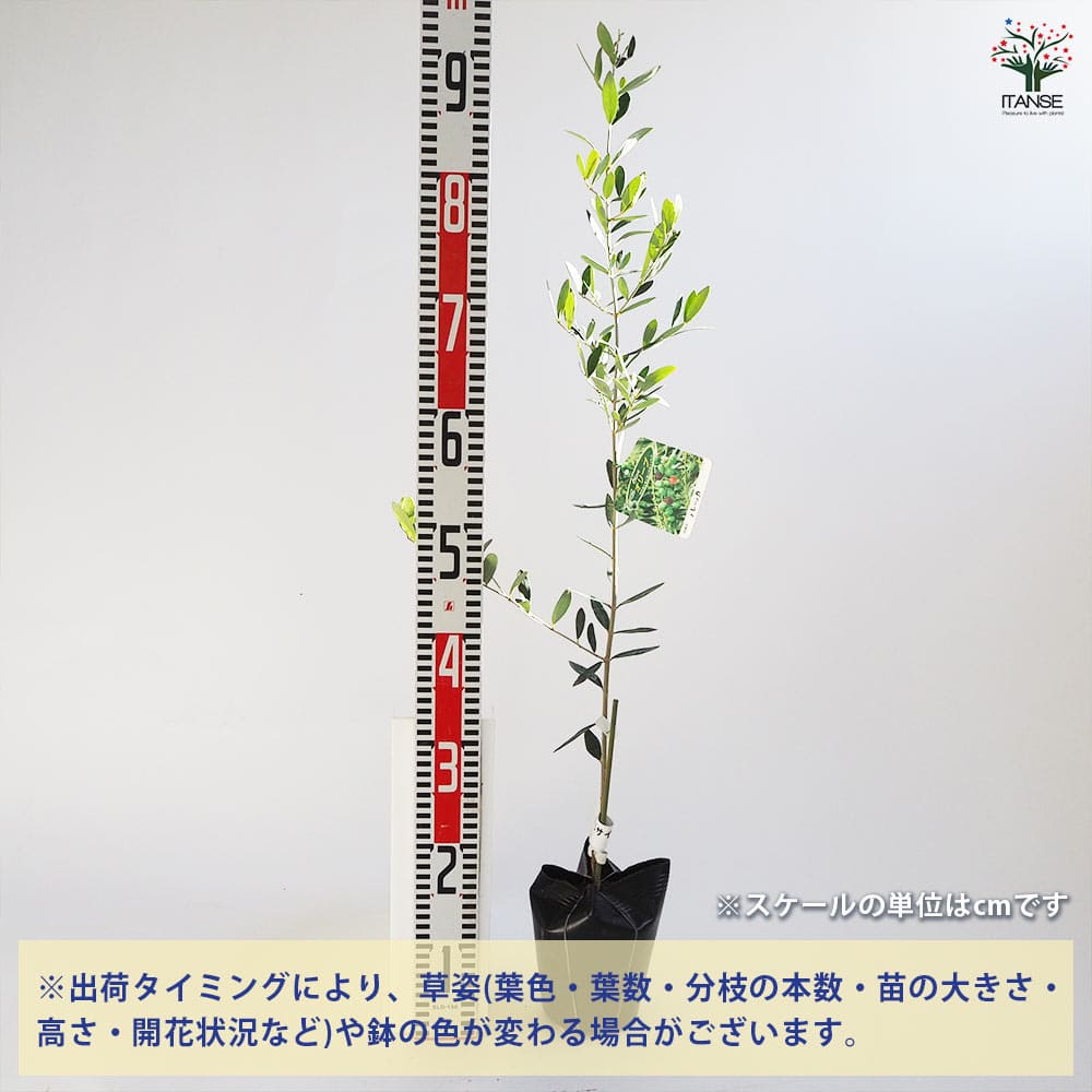 とりオリーブの木　【ルッカ】15号　特大苗木最高等級 とり様専用オリーブの木 【ルッカ】15号 特大苗木最高等級
