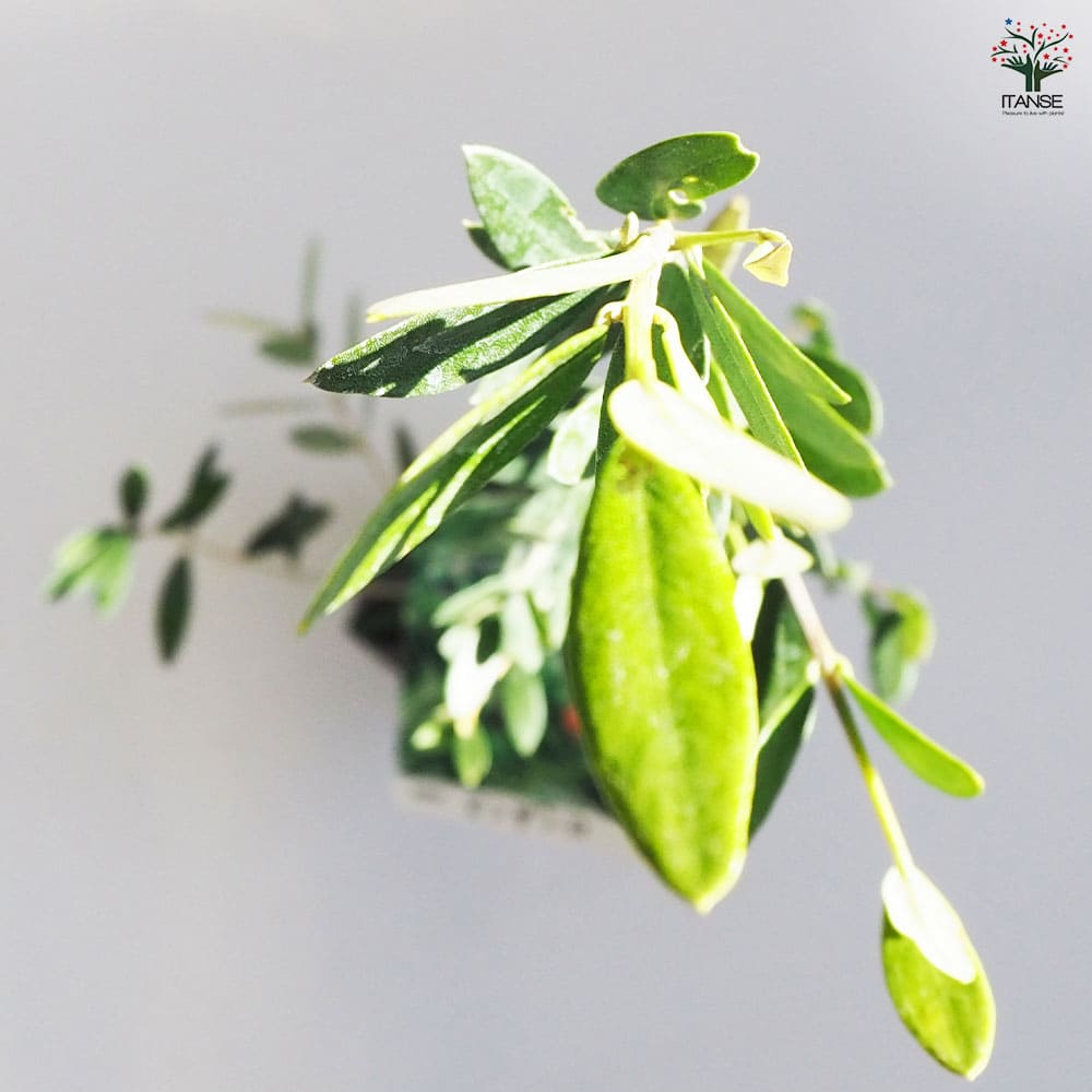 オリーブ マンザニロ 1本立ち 【果樹の苗木 4号／1個売り】｜ 【植物の