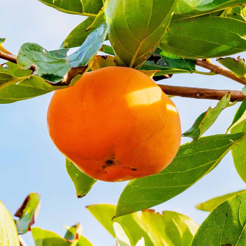 柿の苗木 富有【果樹苗 2年生 接木苗12cmロングポット／1個】｜ 【植物