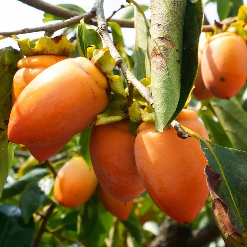 さくらんぼの苗木 ナポレオン【果樹苗 2年生 接木苗12～15cmポット／1