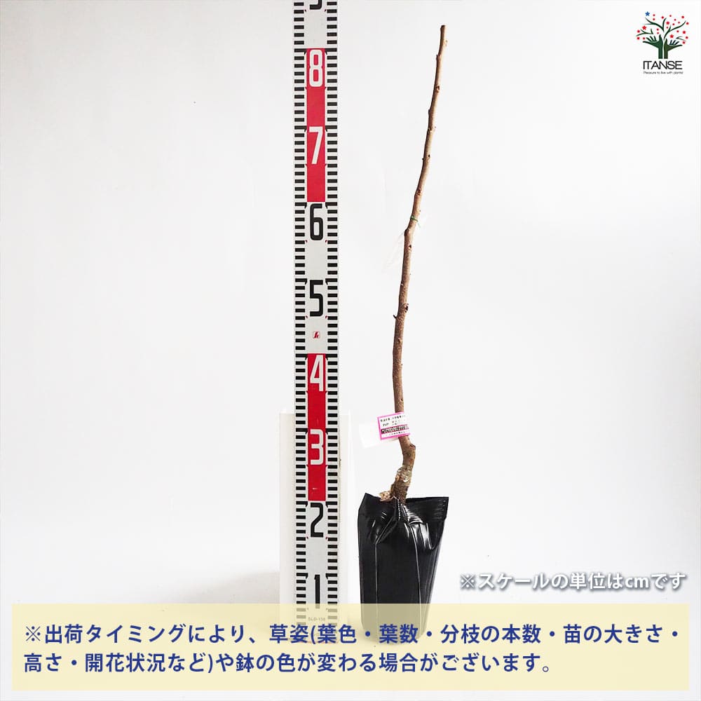 柿の苗木 輝太郎 【果樹の苗木 4号／1個売り】｜ 【植物のITANSE