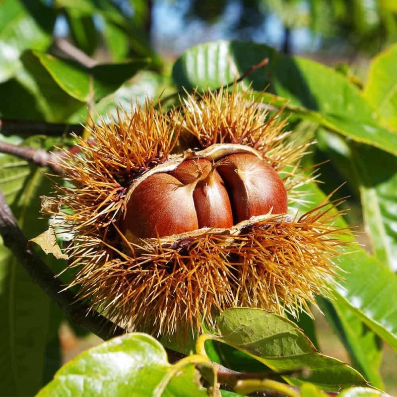 ビワの苗木 茂木【果樹苗／12～15cmポット接木苗／1個売り】｜ 【植物