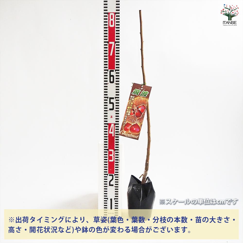 栗の苗木 筑波 【果樹の苗木 4号／1個売り】｜ 【植物のITANSE