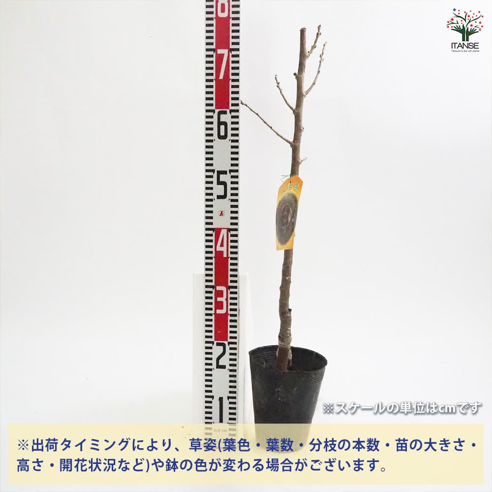 栗の苗木 天津甘栗 【果樹の苗木 4号／1個売り】｜ 【植物の