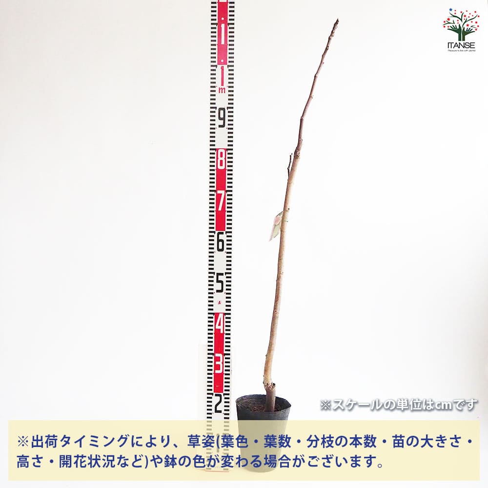 イチジク ロングドゥート 【果樹の苗木 4号／1個売り】｜ 【植物の