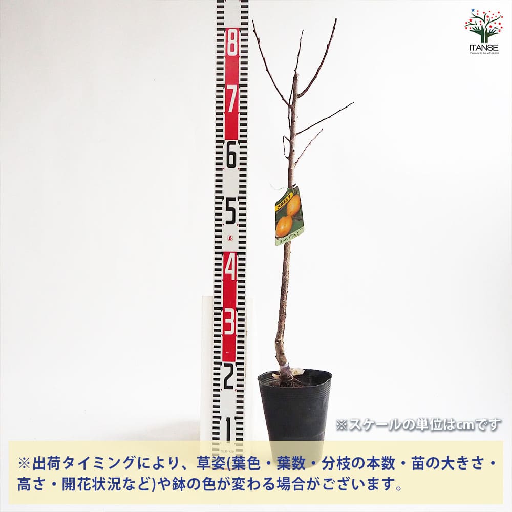 あんずの苗木 ゴールドコット 【果樹の苗木 4号／1個売り】｜ 【植物の
