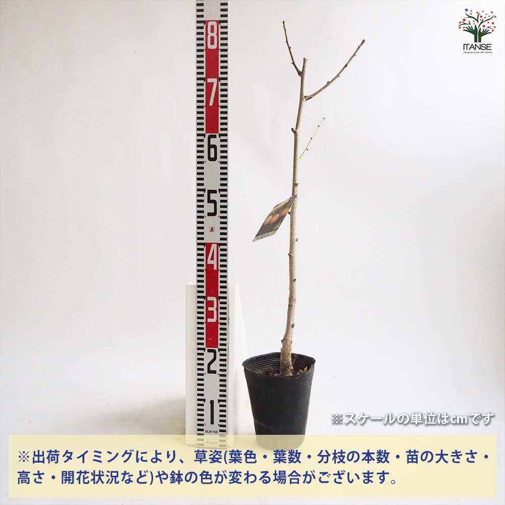 白樺 苗木 6本 1.4メートル+小苗6本 山葡萄苗木セット 苗木 6本 1.4