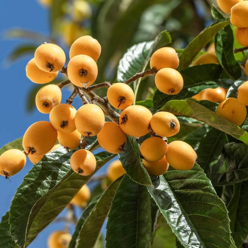 枇杷(びわ)の苗木 なつたより 【果樹の苗木 4号／1個売り】｜ 【植物の