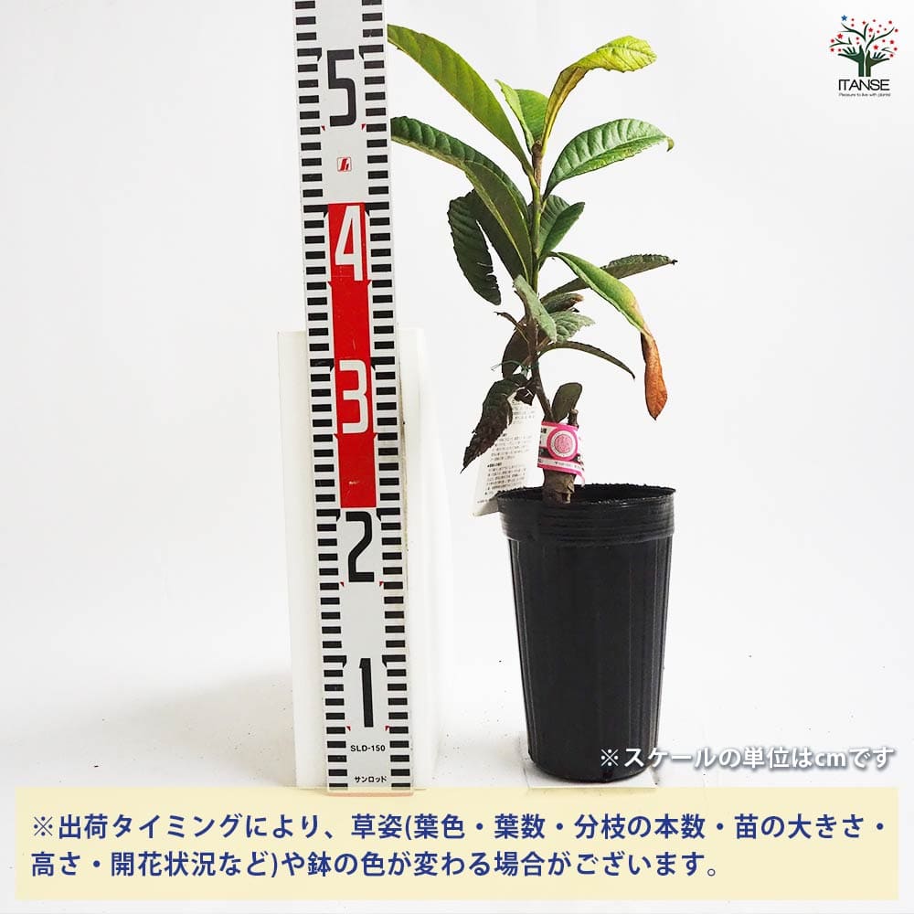 枇杷(びわ)の苗木 はるたより 【果樹の苗木 4号／1個売り】｜ 【植物の