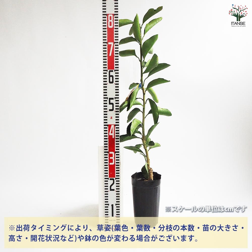 追加商品画像