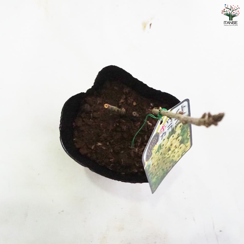 カシス様 楽天市場】瞬足なわとびSFパープルミックス（103609）【デビカ