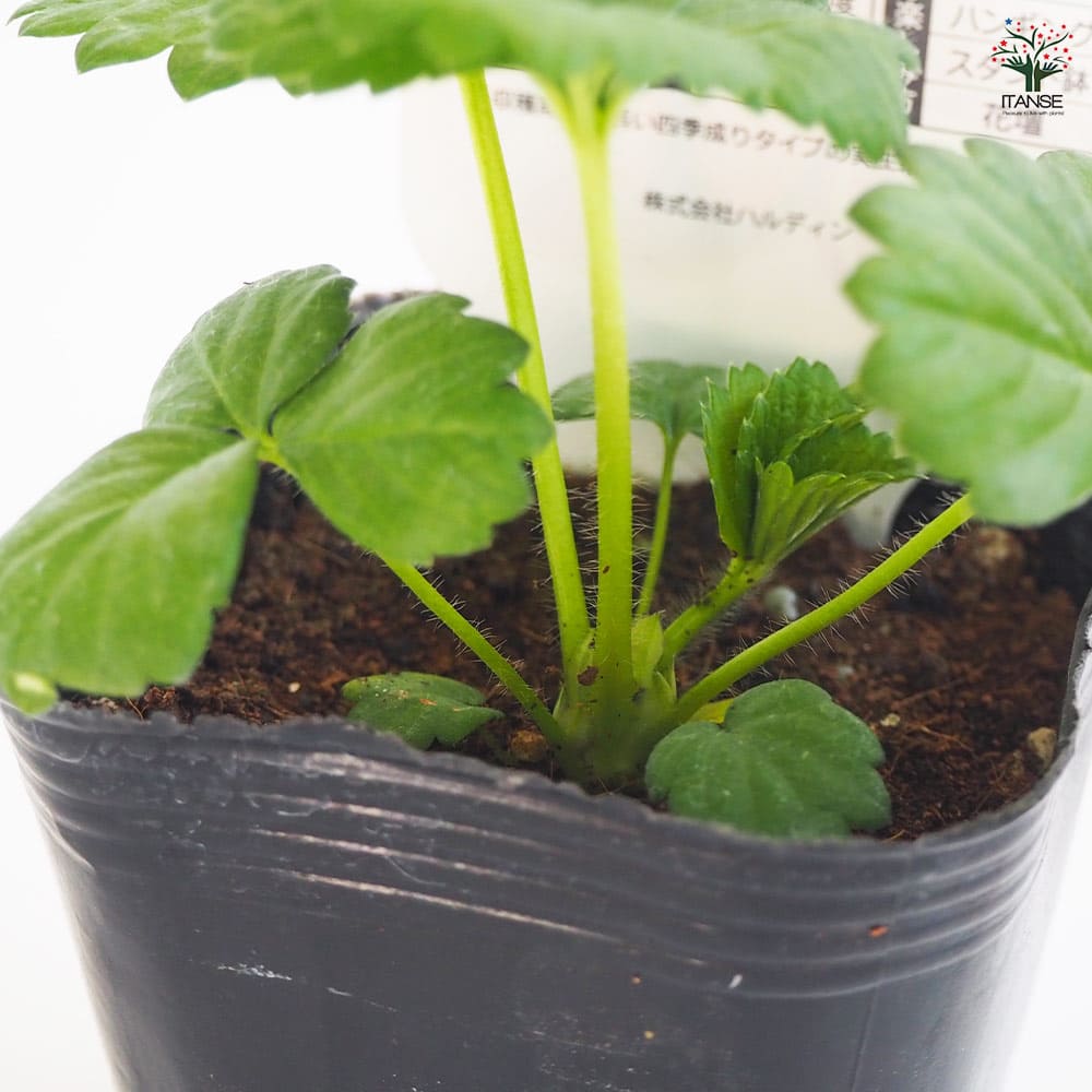 いちごの苗 タネから育てたイチゴ苗 しろ花2個～ 【野菜の苗 3号
