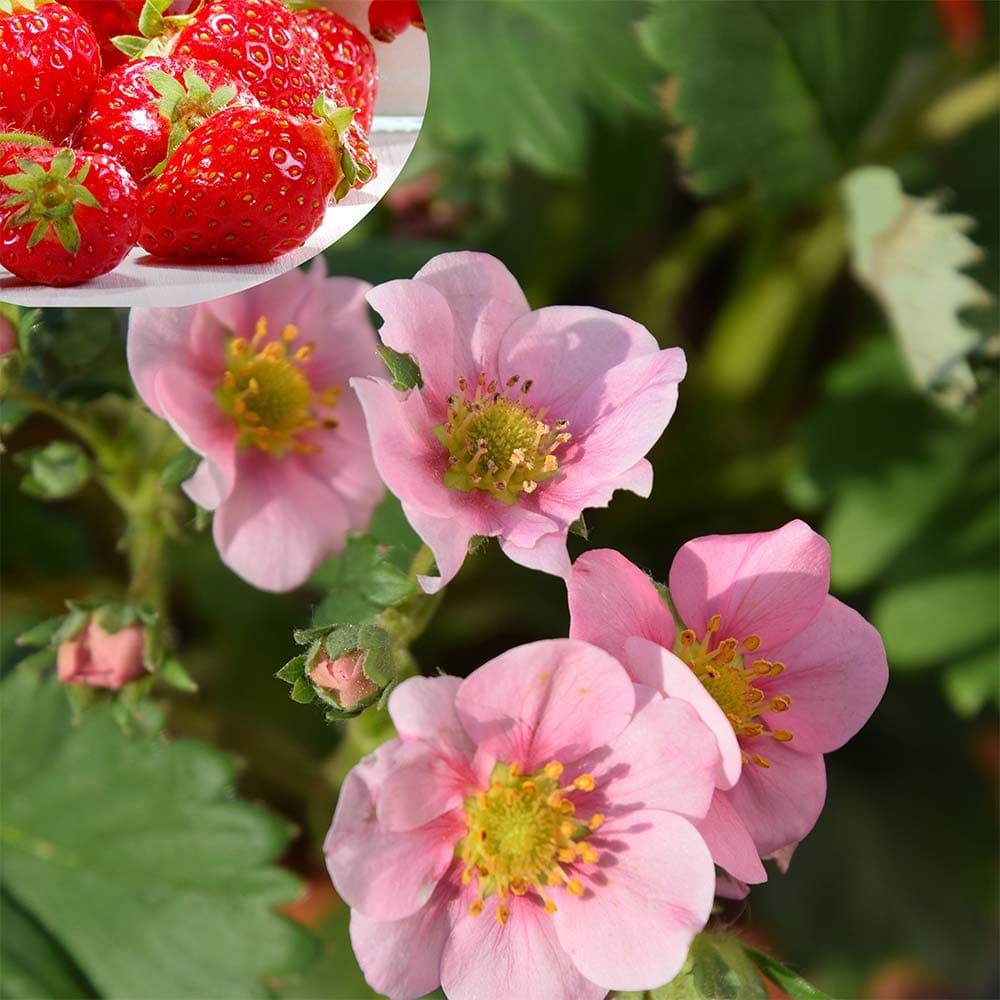 いちごの苗 タネから育てたイチゴ苗 もも花2個～ 【野菜の苗 3号】