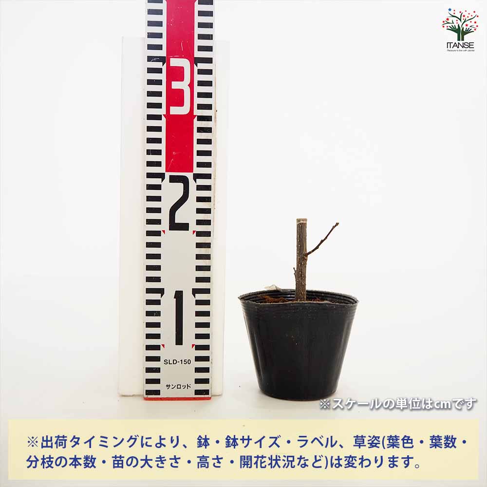 山椒の苗木 朝倉山椒 【果樹の苗 3～3.5号】｜ 【植物のITANSE