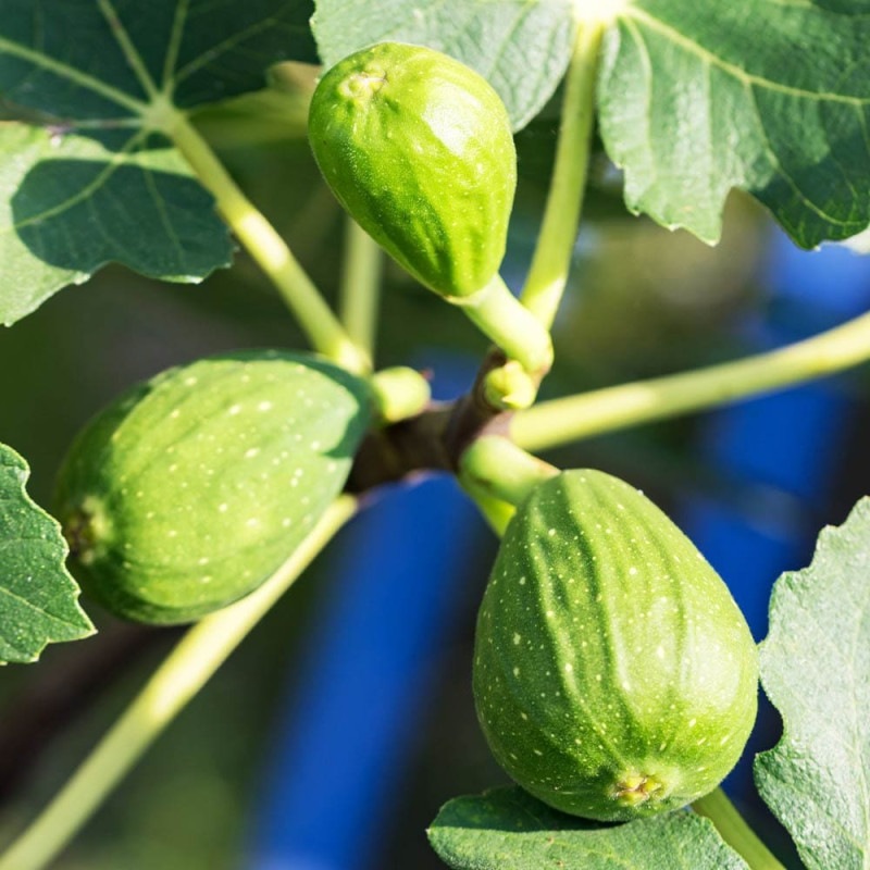 果実確認済み　　超希少樹種 イチジク Partridge Eye 接木苗 超希少樹種 イチジク Partridge Eye 接木苗