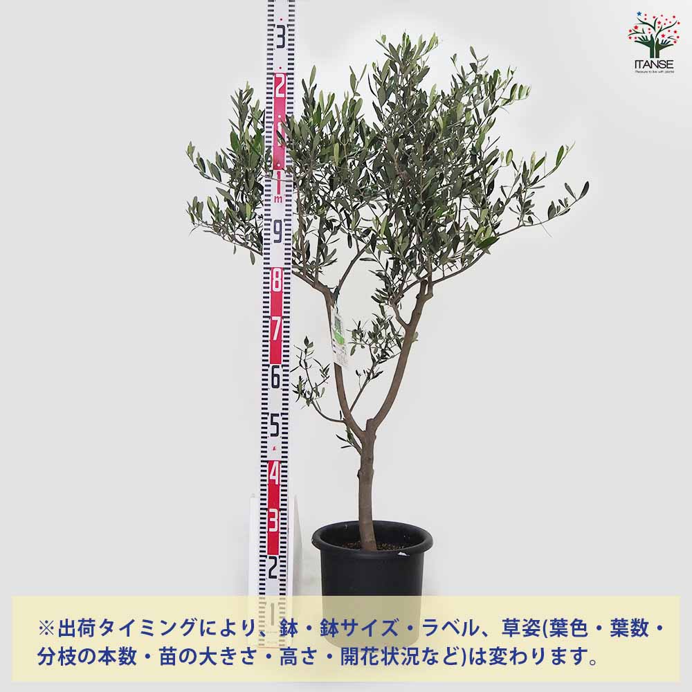 オリーブの木 ヘレナ 約130cm NO.1926 大型 現品掲載 古木
