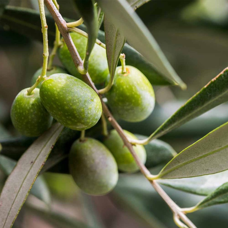 オリーブの苗木 シプレッシーノ【果樹の苗木 7号白テーパード鉢