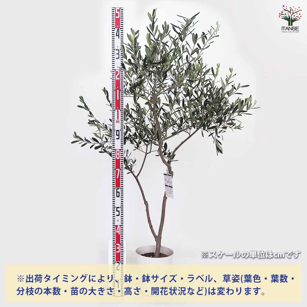 オリーブ タジャスカ 【果樹の苗木 7号／1個売り】｜ 【植物の