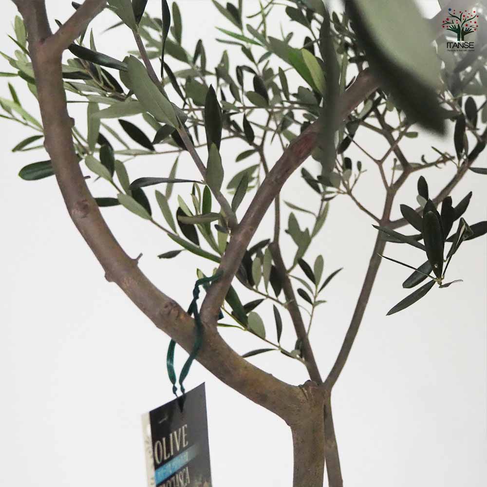 オリーブ タジャスカ 【果樹の苗木 7号／1個売り】｜ 【植物の