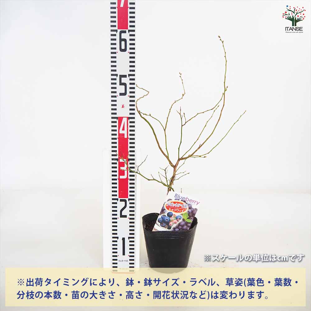 追加商品画像