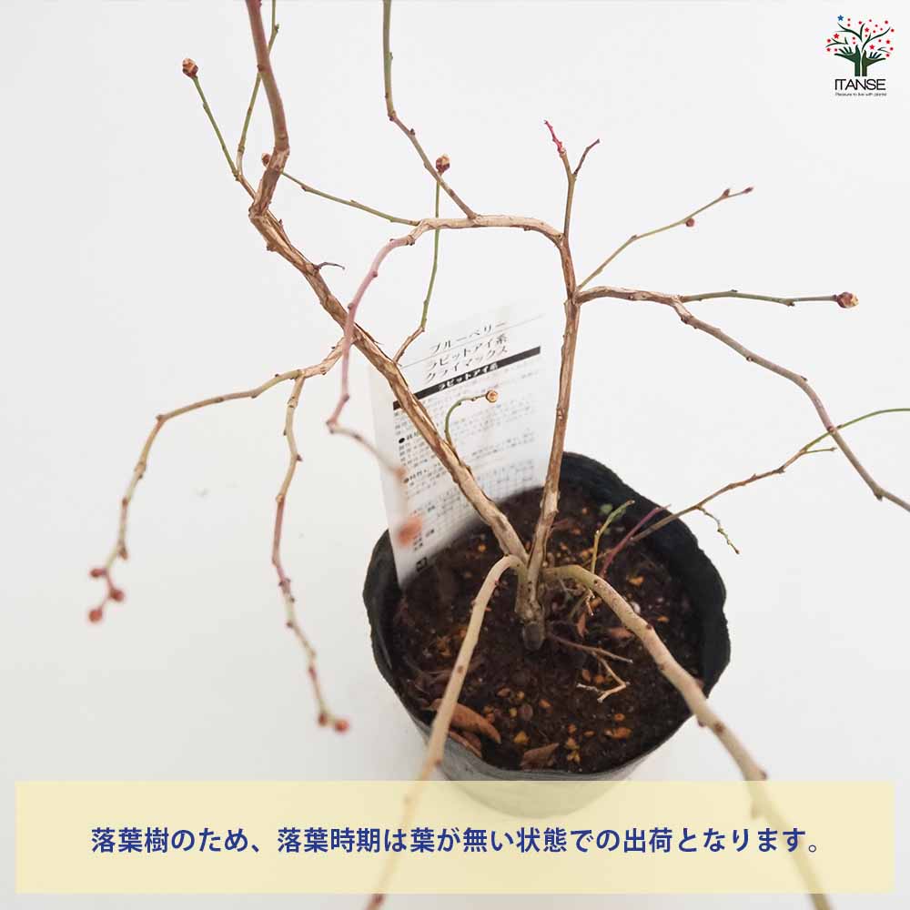 追加商品画像
