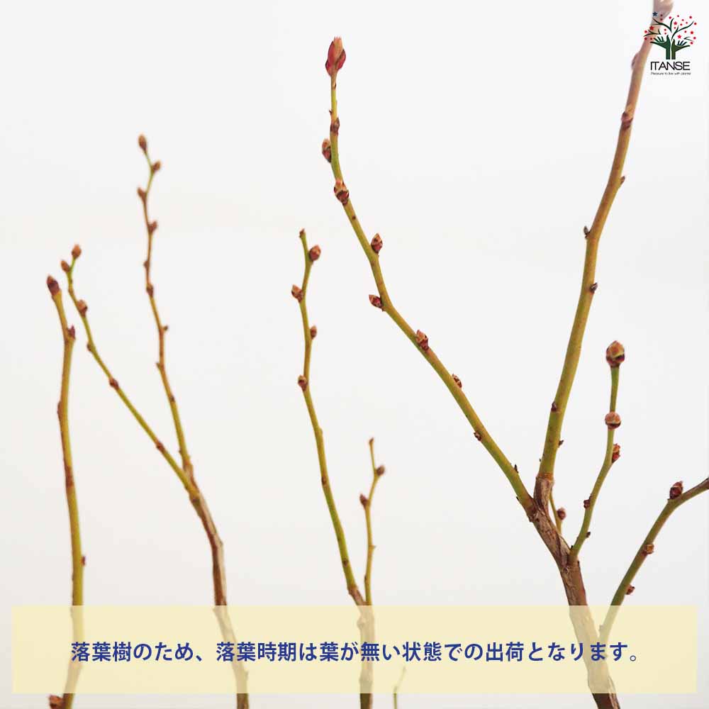 追加商品画像