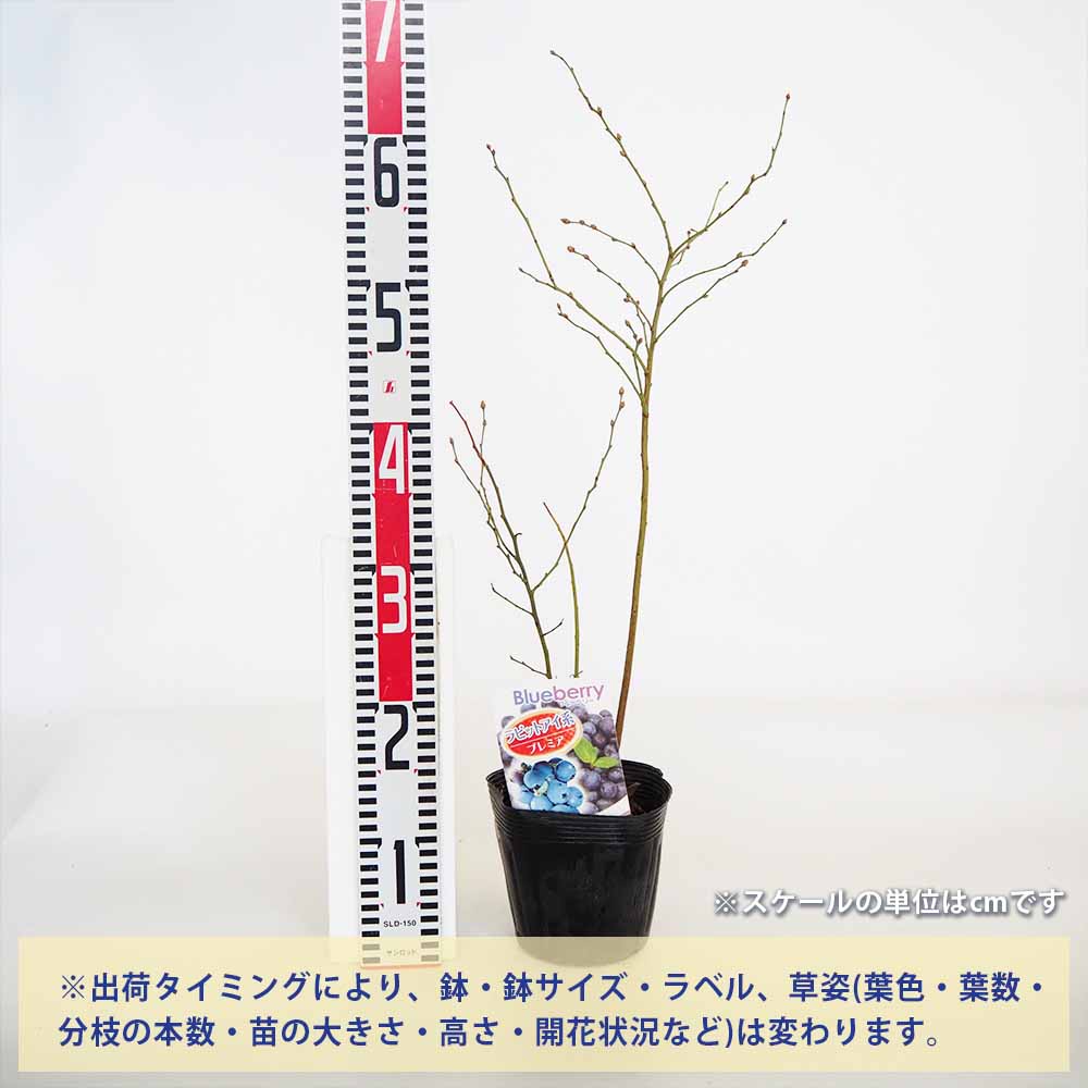 追加商品画像