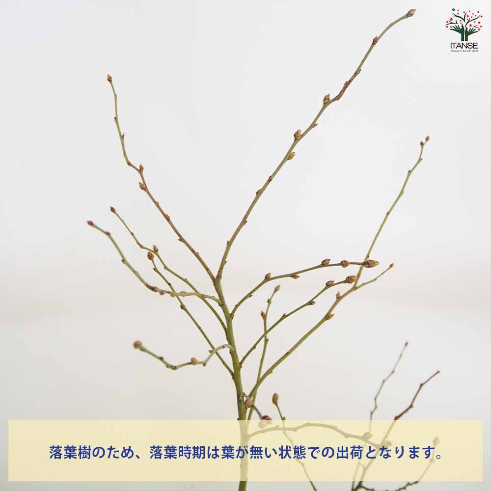 追加商品画像