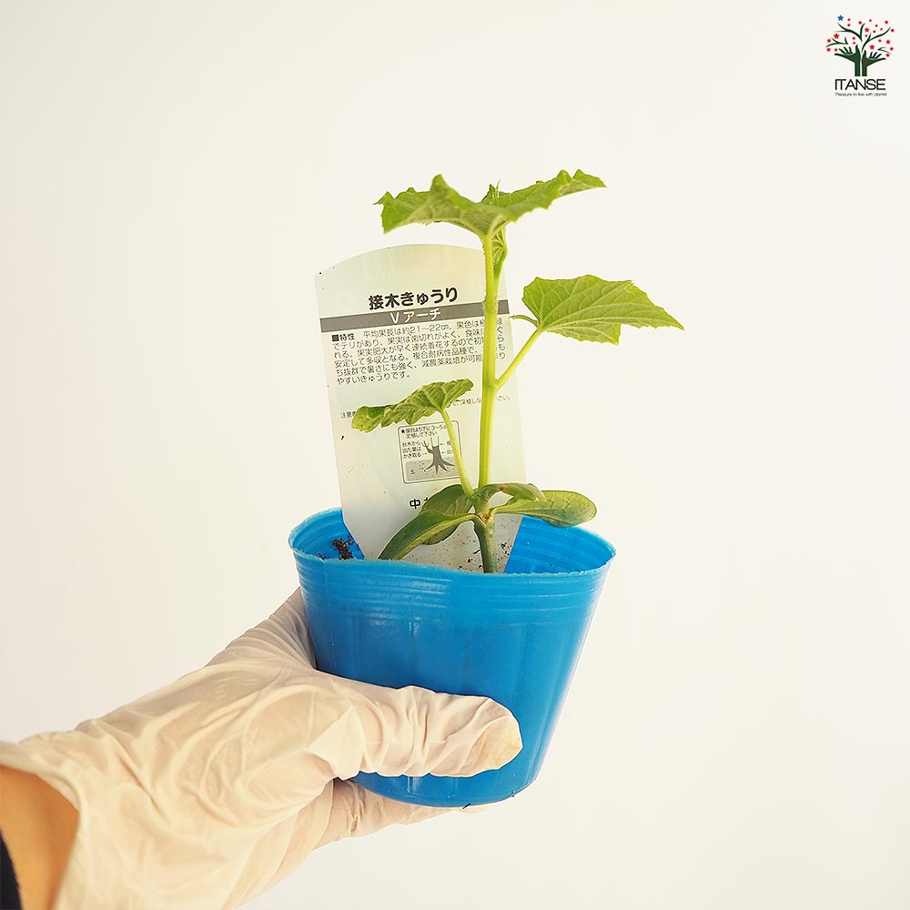 きゅうりの苗 Vアーチきゅうり2個～ 【野菜の苗 3号】｜ 【植物の