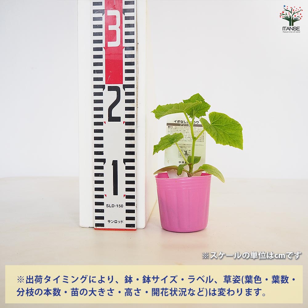 追加商品画像