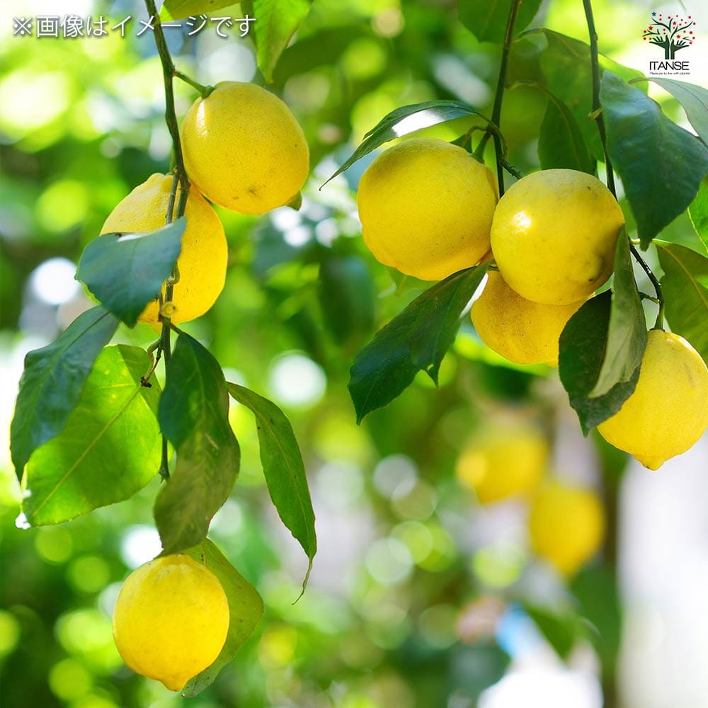 レモンの苗木 リスボン 【果樹の苗木 8号／1個売り】｜ 【植物の