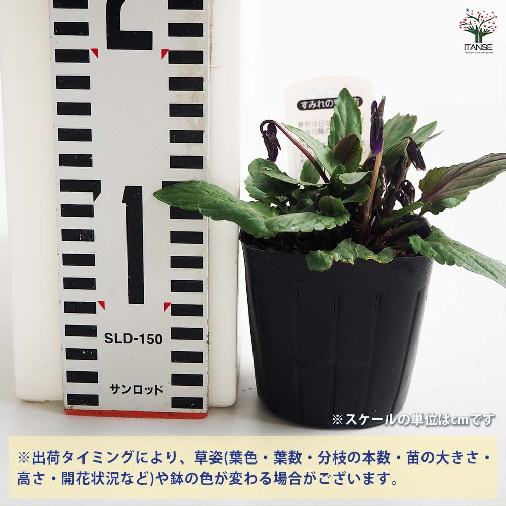 日本スミレ ミスズ 【花苗 3号】｜ 【植物のITANSE】全品送料