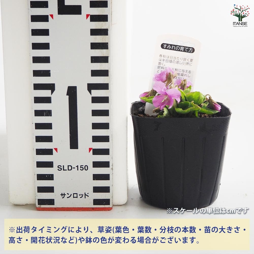 日本スミレ アカネスミレ 【花苗 3号】｜ 【植物のITANSE】全品