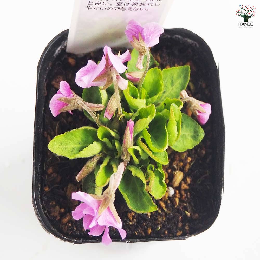 日本スミレ アカネスミレ 【花苗 3号】｜ 【植物のITANSE】全品