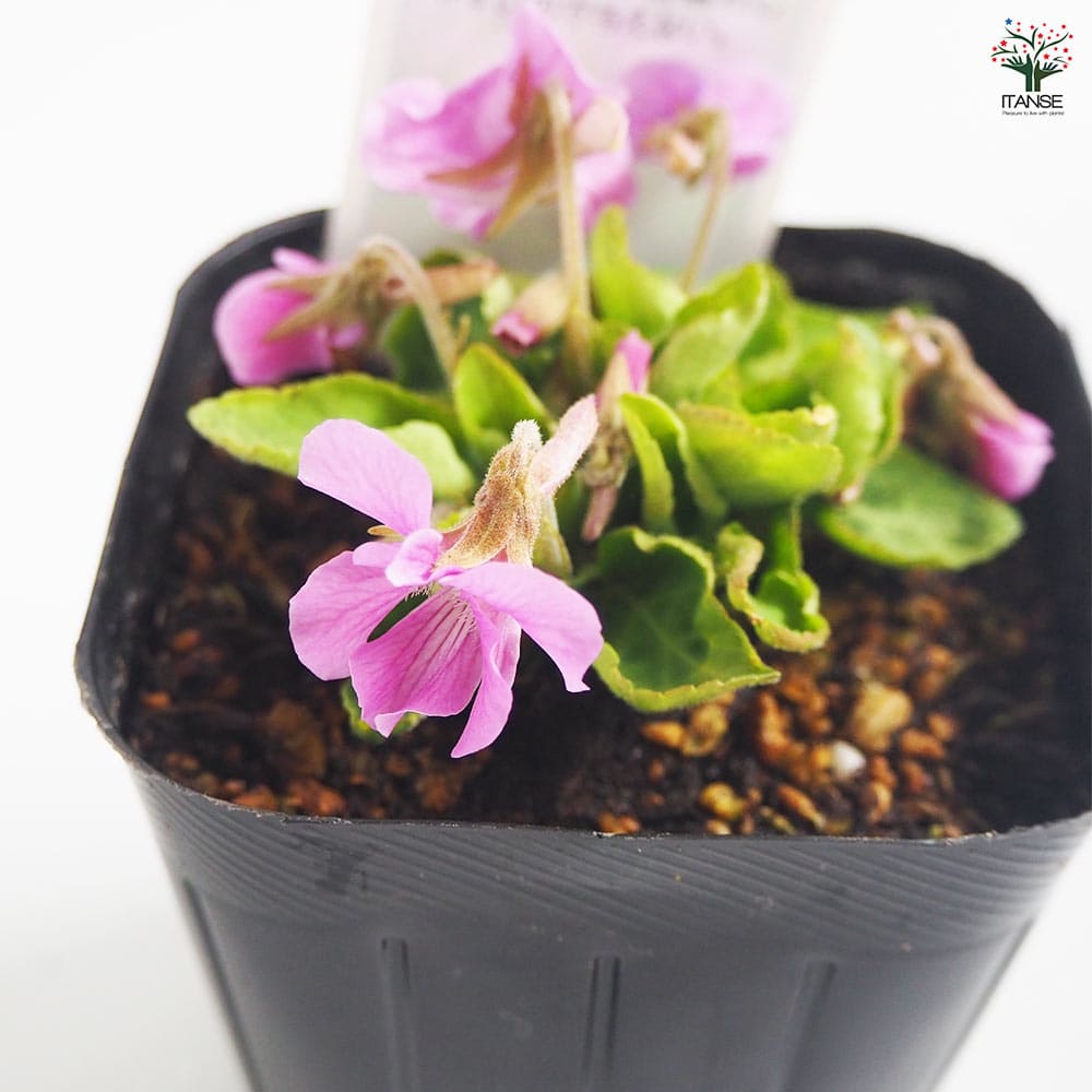 日本スミレ アカネスミレ 【花苗 3号】｜ 【植物のITANSE】全品