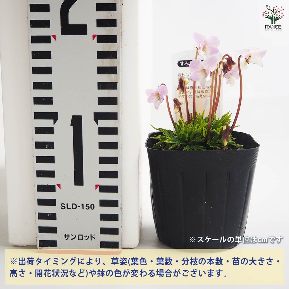 スミレ 日本スミレ ウスベニヒゴ 【花苗 3号】｜ 【植物のITANSE】全品
