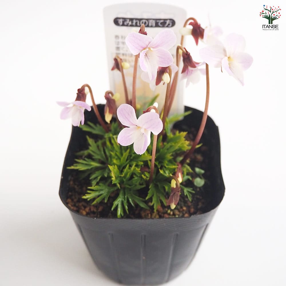 日本のスミレ 増補改訂 日本のスミレ詳細情報【植物】 - 図鑑.jp