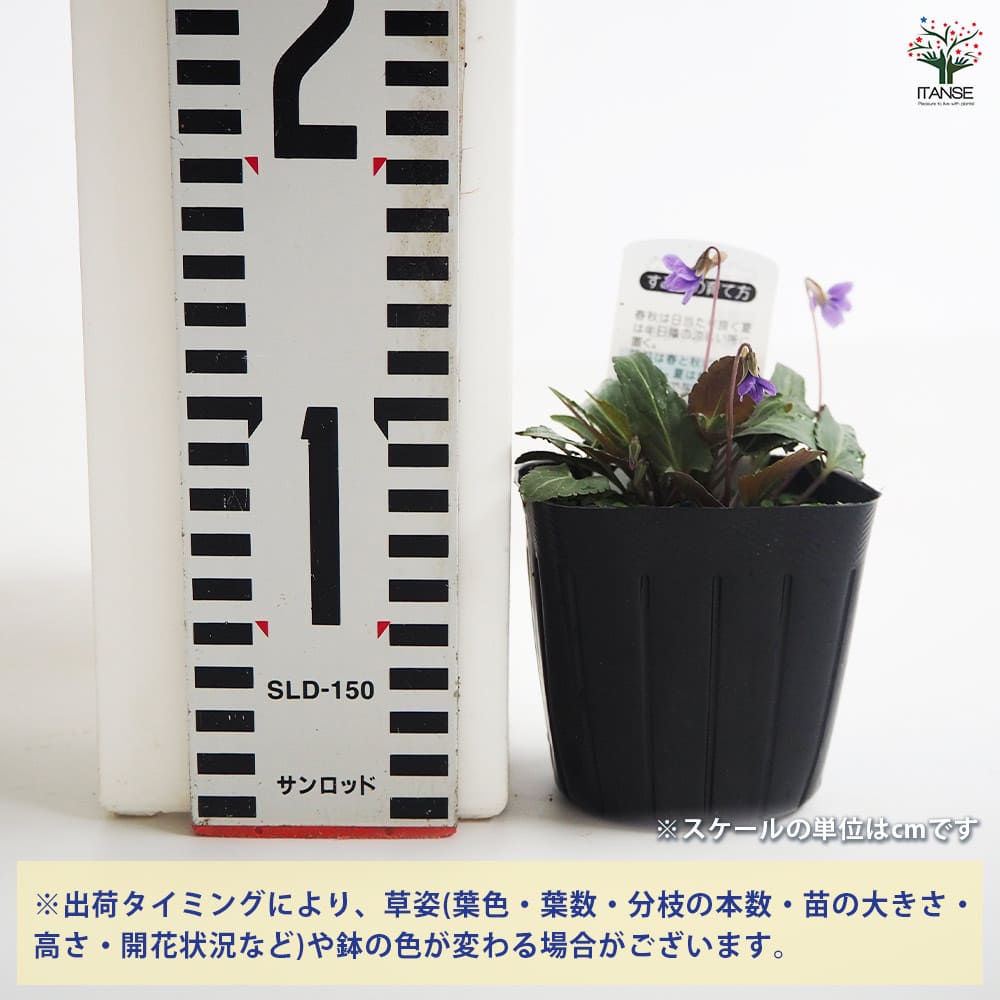 sumire様 確認用 8号鉢 観葉 植物 鉢 カバー
