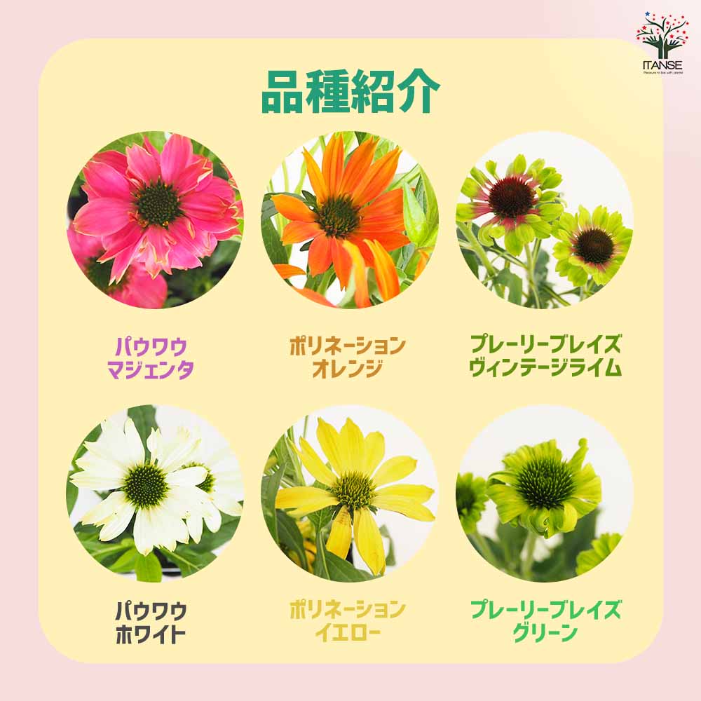エキナセア【花苗 3.5号】｜ 【植物のITANSE】全品送料無料・即出荷!