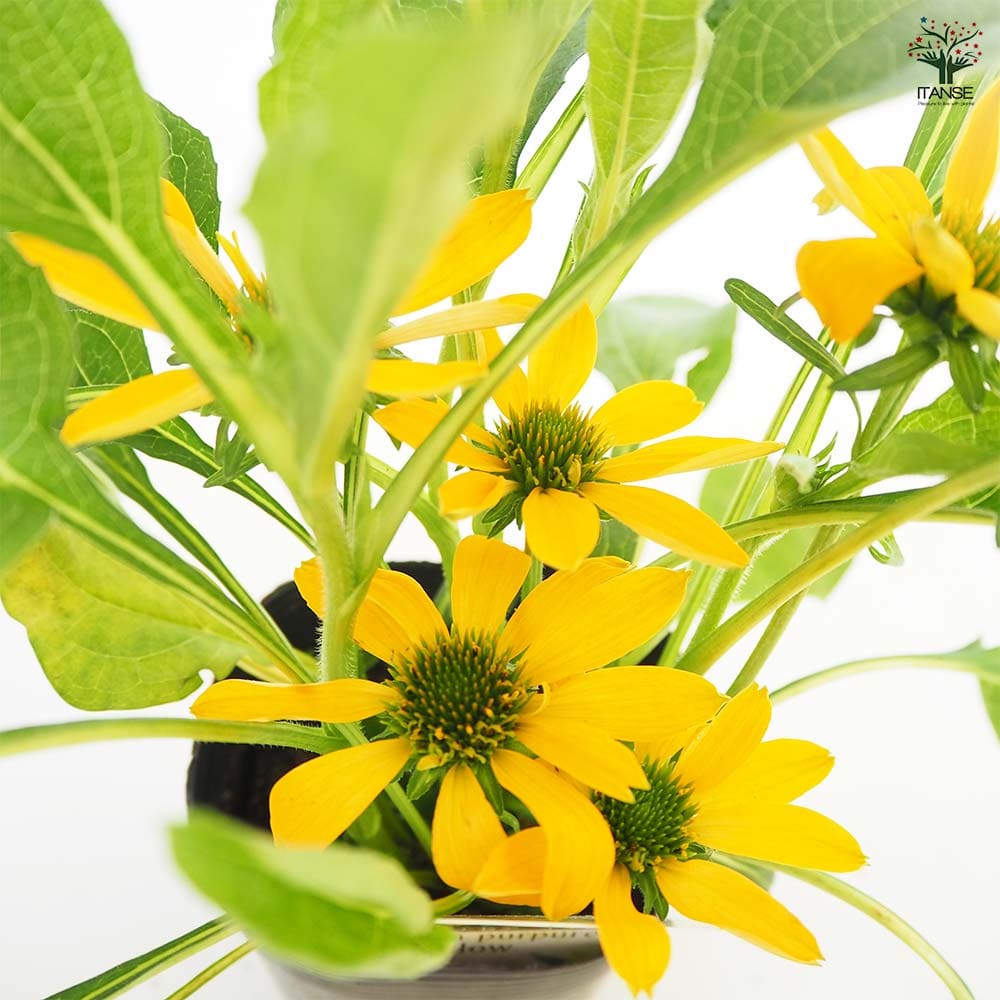 エキナセア【花苗 3.5号】｜ 【植物のITANSE】全品送料無料・即出荷!